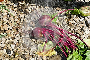 Beets on Gravel Sprayed with Water