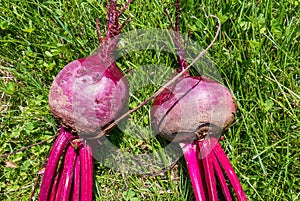 Beets. A group of freshly harvested root crops on grass