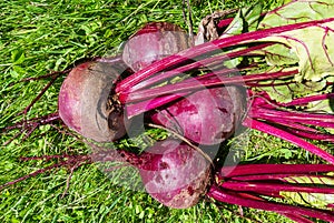 Beets. A group of freshly harvested root crops on grass