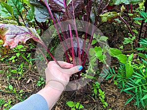 Beets are growing in the garden bed. a girl with a blue manicure pulls out the fruits of a beet with large green leaves from the