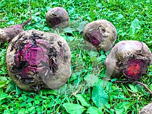 Beets are lying on the lawn. the beets were taken out of the ground, plucked from the garden and laid on the ground to dry.