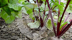 Beets in natural conditions. Beta vulgaris. Beet. Garden, field. Horizontal photo