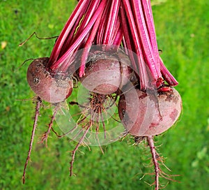 Beets on a vegetable patch