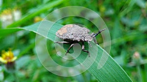 Macro Beettle insect in the grass