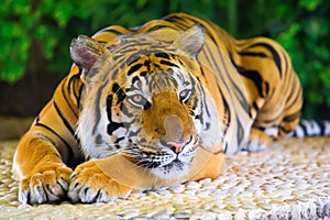 Begal Tiger lay on rock