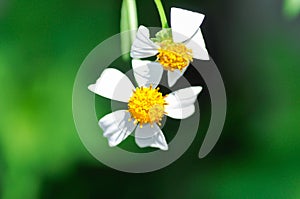 Beggars tick, Bidens Alba, Bidens pilosa or Bidens pilosa L, Black jack or Broom stick or Broom stuff or Cobblers pegs, Devils