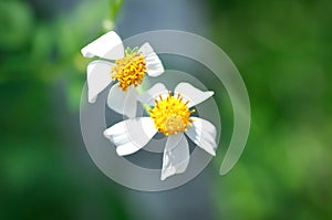 Beggars tick, Bidens Alba, Bidens pilosa or Bidens pilosa L, Black jack or Broom stick or Broom stuff or Cobblers pegs, Devils