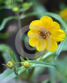 Beggarticks Flower