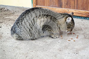 Begger street stray grey cat eats meat