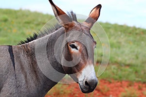 Begging Burro - Custer State Park