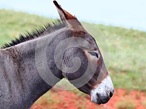 Begging Burro - Custer State Park