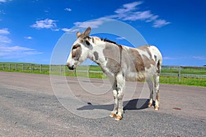 Begging Burro Custer State Park