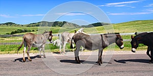 Begging Burros - Custer State Park