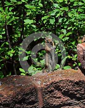 Begging Chipmunk at Little Tesuque Picnic Ground