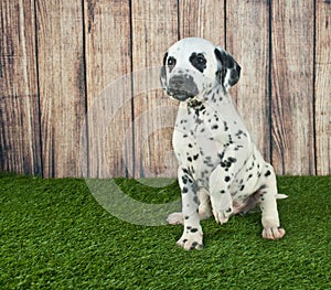 Begging Dalmatian Puppy