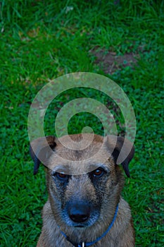 Begging dog on a green grass field