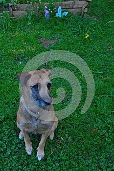 Begging dog on a green grass field