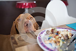 Begging dog in kitchen