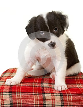 Begging eyes of a border collie