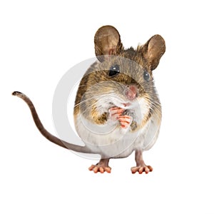 Begging Field Mouse on white background