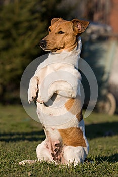 Begging Jack Russel Terrier