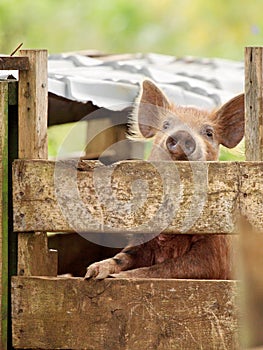 Begging piglet