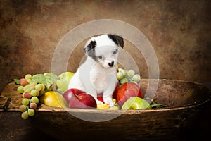 Begging puppy in fruit bowl