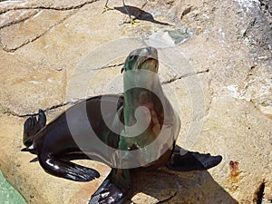 BEGGING SEAL