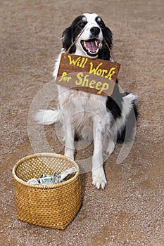 Begging Sheep Dog