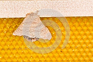 Begin of nest of asian hornet on beehive frame