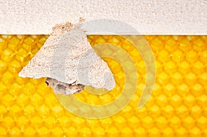 Begin of nest of asian hornet on beehive frame