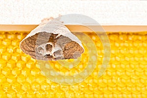 Begin of nest of asian hornet on beehive frame