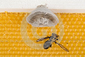 Begin of nest of asian hornet on beehive frame with idead insect on his back