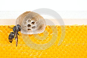 Begin of nest of asian hornet on beehive frame with insect making nest