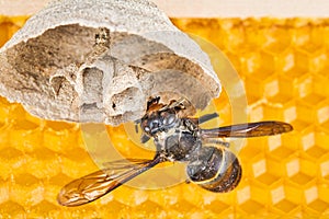 Begin of nest of asian hornet on beehive frame with insect making nest