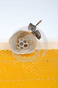 Begin of nest of asian hornet on beehive frame with insect making nest