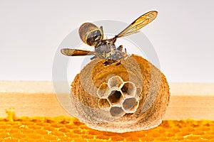 Begin of nest of asian hornet on beehive frame with insect making nest