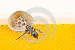 Begin of nest of asian hornet on beehive frame with insect making nest