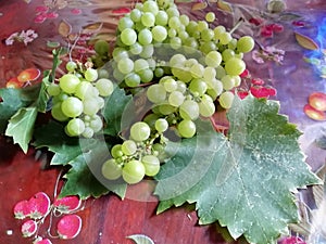Begining of the grape harvest chardonnay grapes photo