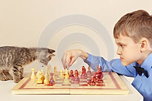 Beginner grandmaster with playful kitten plays chess.