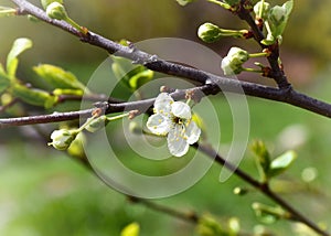 The beginnig of plum blossom.