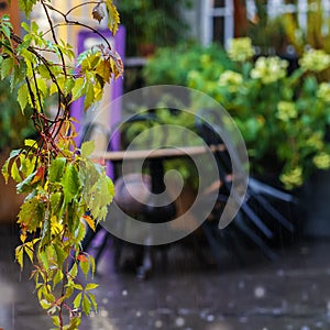 Beginning of autumn. Rain. Wet hanging branch with raindrops on blurred background of closed terrace. Selective focus