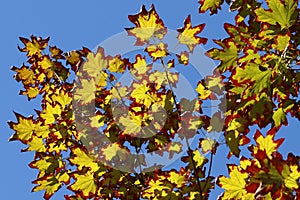 Colors of autumn in a landscape. Colored leaves in sunlight and blue sky in background