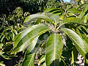 Beginning of blooming at mango trees orchard