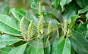 Beginning of cherry laurel Prunus laurocerasus flowering. Close-up of evergreen leaves on branch in Arboretum Park