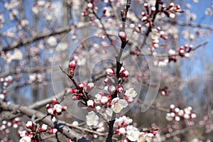 Beginning of florescence of apricot in March