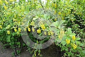 Beginning of florescence of Berberis vulgaris in May