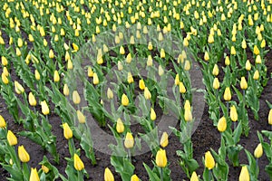 Beginning of florescence of yellow tulips in April photo
