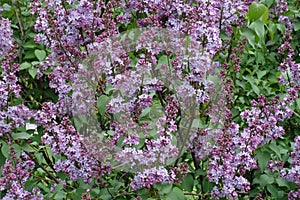 Beginning of florescence of lilac in spring