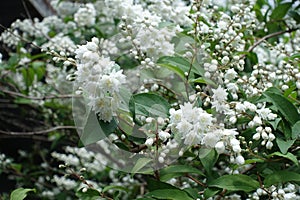 Beginning of florescence of double-flowered Deutzia in May